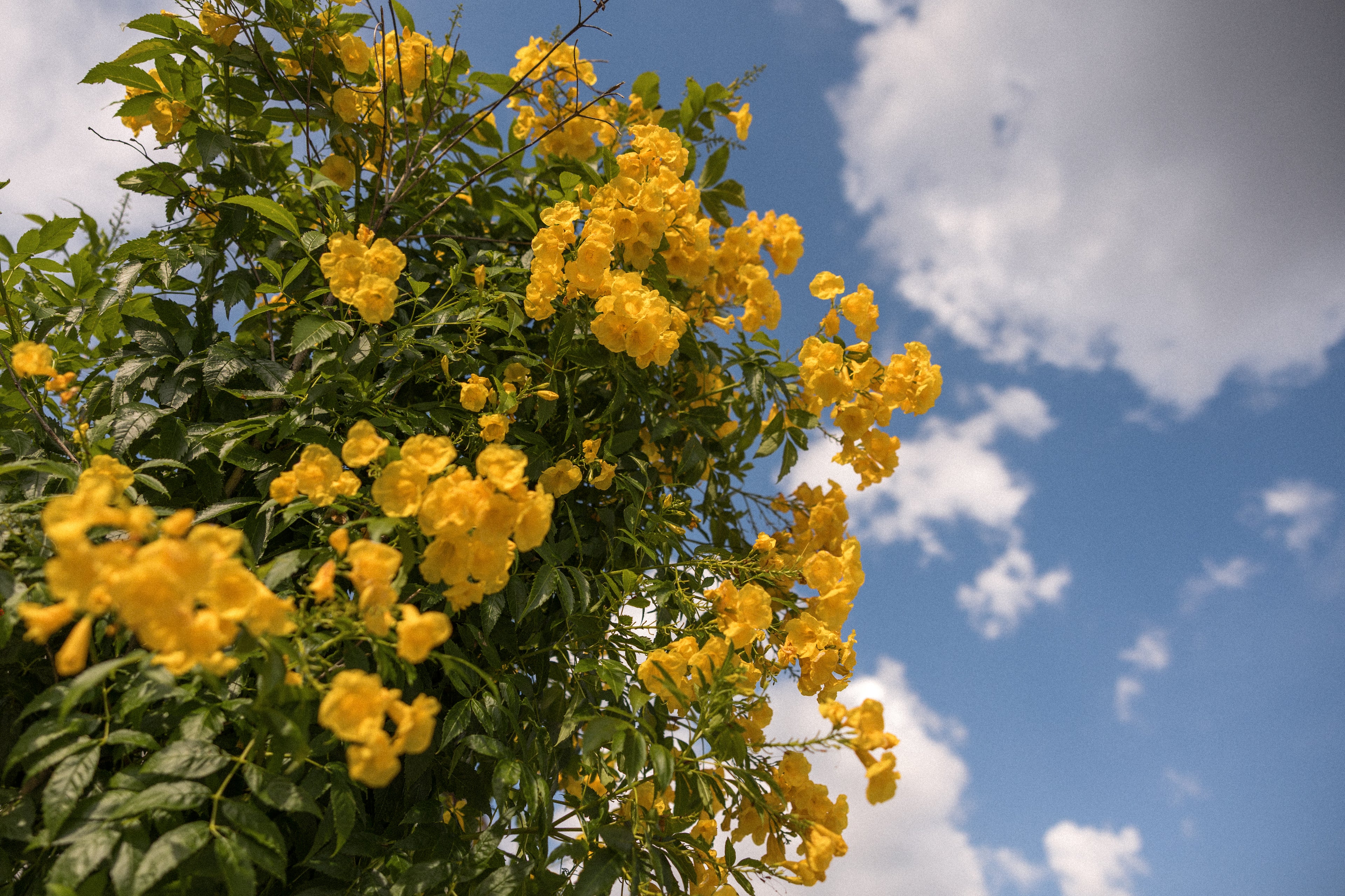Texas Flowers